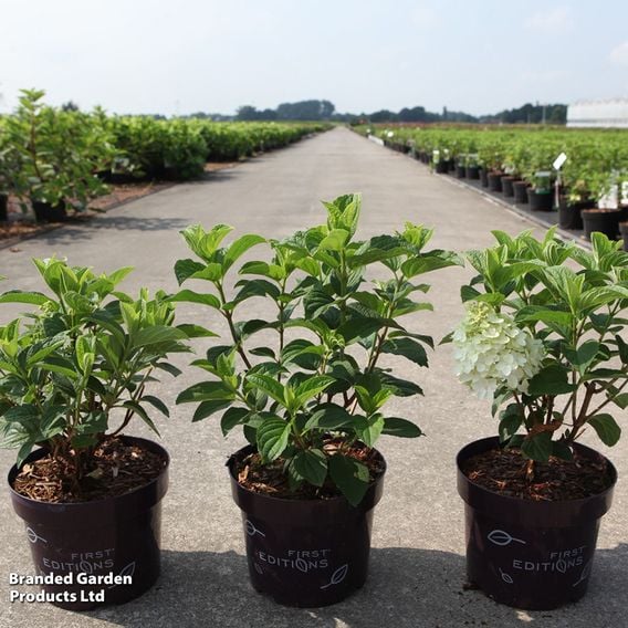 Hydrangea paniculata 'Little Hottie First Editions®'