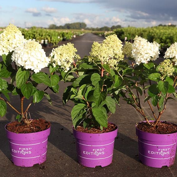 Hydrangea paniculata 'Little Hottie First Editions®'