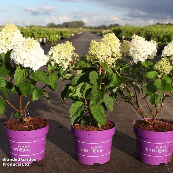 Hydrangea paniculata 'Little Hottie First Editions®'