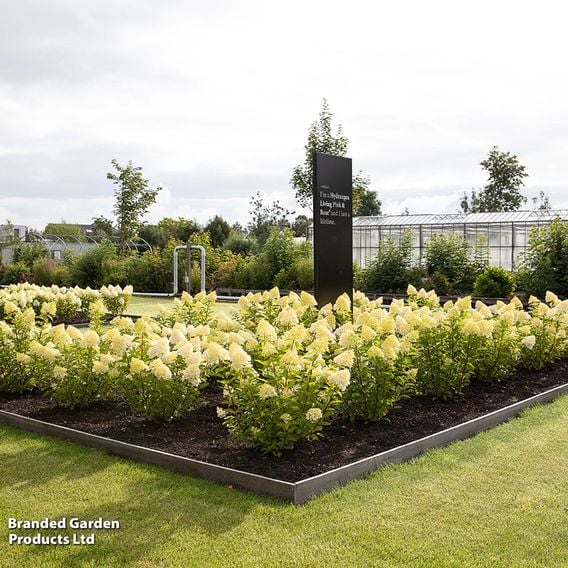 Hydrangea paniculata 'Living Pink & Rose'