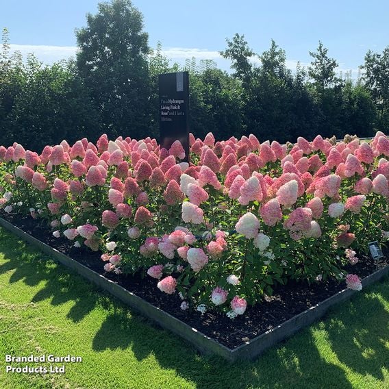 Hydrangea paniculata 'Living Pink & Rose'
