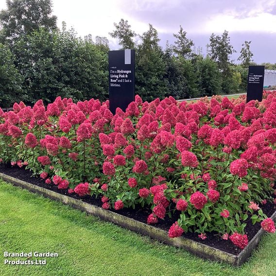 Hydrangea paniculata 'Living Pink & Rose'