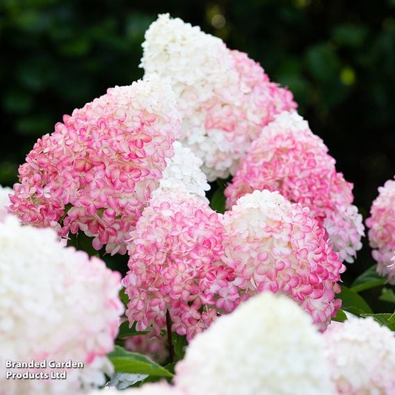 Hydrangea paniculata 'Living Pink & Rose'