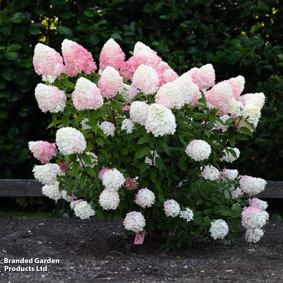 Hydrangea paniculata 'Living Pink & Rose'