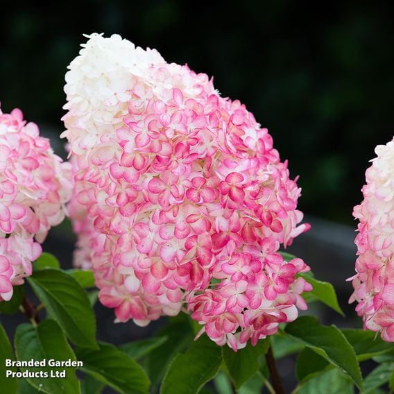 Hydrangea paniculata 'Living Pink & Rose'