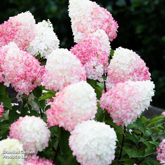 Hydrangea paniculata 'Living Pink & Rose'