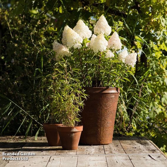 Hydrangea paniculata 'Living Pink & Rose'