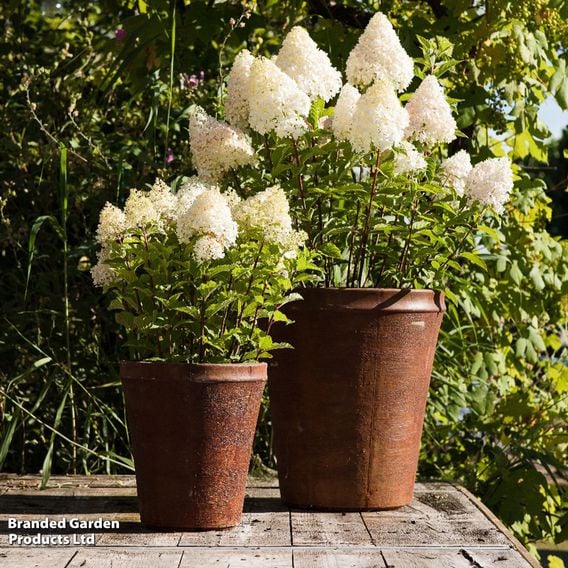 Hydrangea paniculata 'Living Pink & Rose'