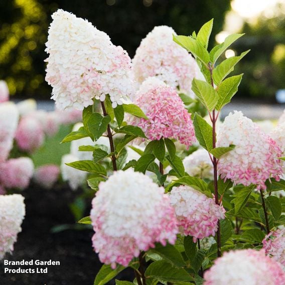Hydrangea paniculata 'Living Pink & Rose'