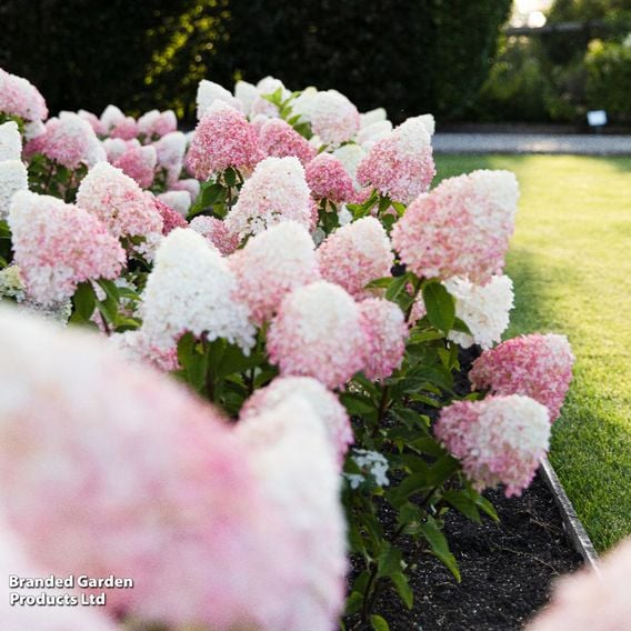 Hydrangea paniculata 'Living Pink & Rose'