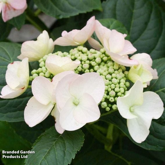 Hydrangea macrophylla 'Sandra'