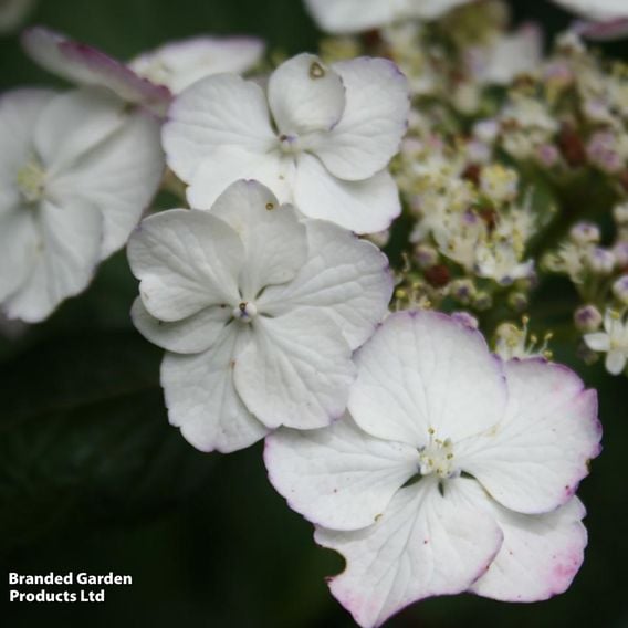 Hydrangea macrophylla 'Sandra'