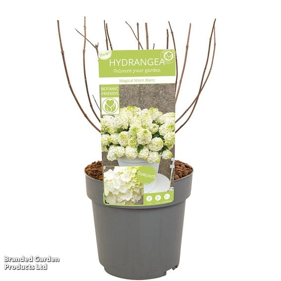 Hydrangea paniculata 'Magical Mont Blanc'