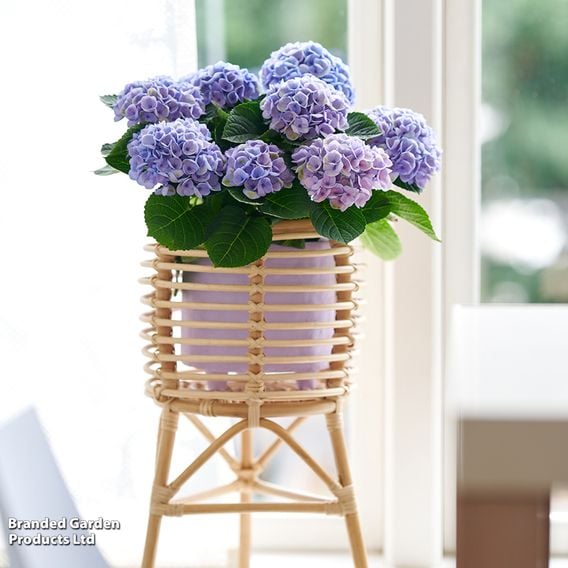 Hydrangea macrophylla 'Magical Evolution' (Indoor)