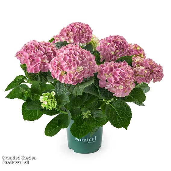 Hydrangea macrophylla 'Magical Evolution' (Indoor)