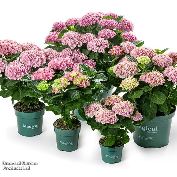 Hydrangea macrophylla 'Magical Evolution' (Indoor)