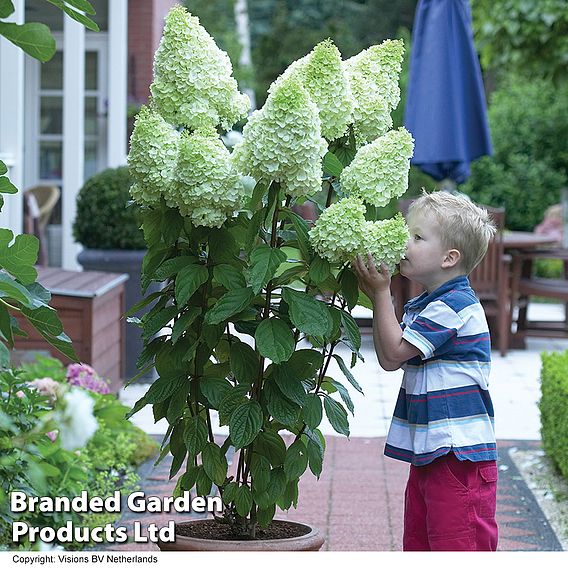 Hydrangea paniculata 'Magical Moonlight'