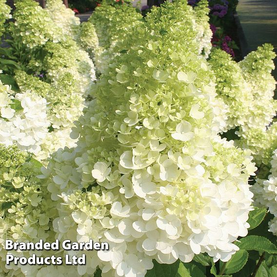 Hydrangea paniculata 'Magical Moonlight'