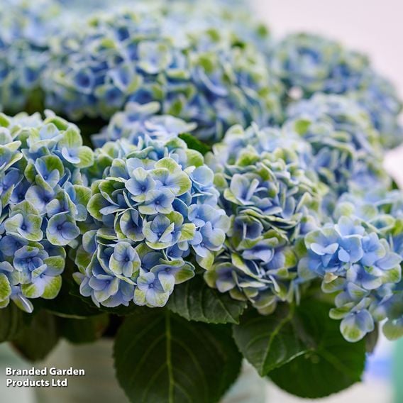 Hydrangea macrophylla 'Magical Revolution' (Indoor)