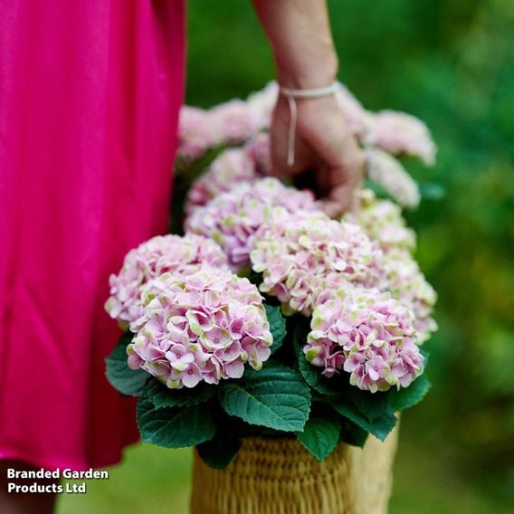 Hydrangea macrophylla 'Magical Revolution' (Indoor)