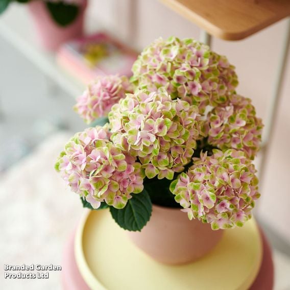 Hydrangea macrophylla 'Magical Revolution' (Indoor)