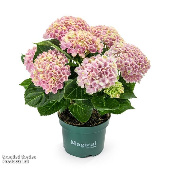 Hydrangea macrophylla 'Magical Revolution' (Indoor)