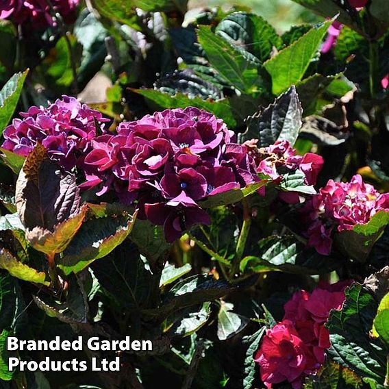 Hydrangea macrophylla 'Merveille Sanguine'