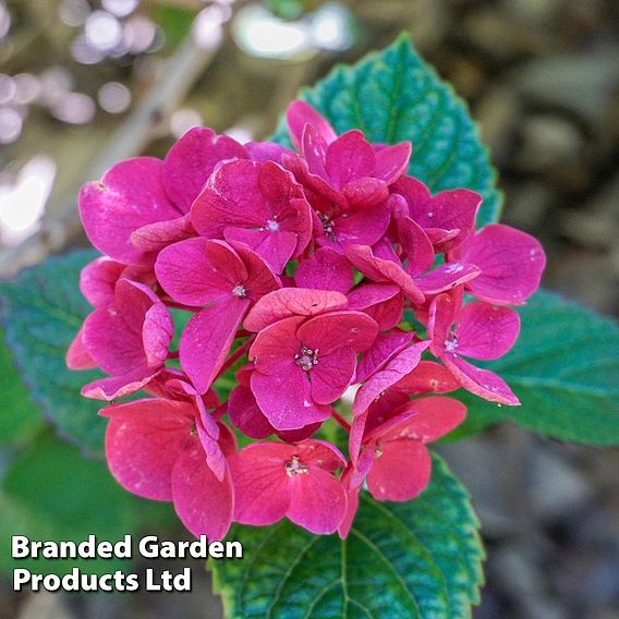 Hydrangea macrophylla 'Merveille Sanguine'