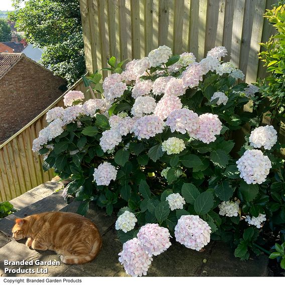 Hydrangea macrophylla 'Mme E. Mouillere'