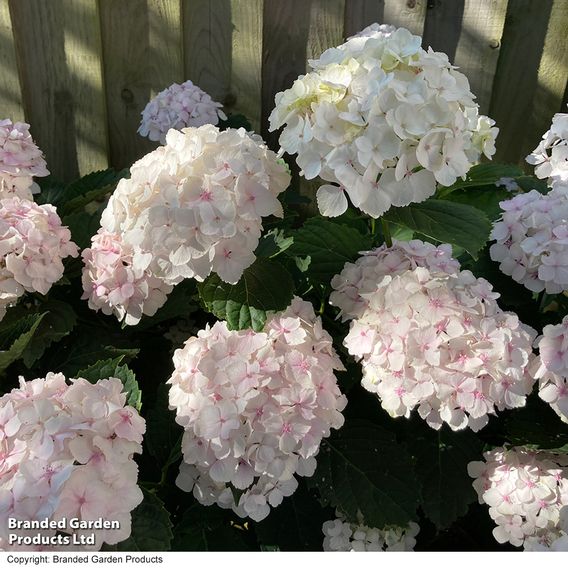 Hydrangea macrophylla 'Mme E. Mouillere'