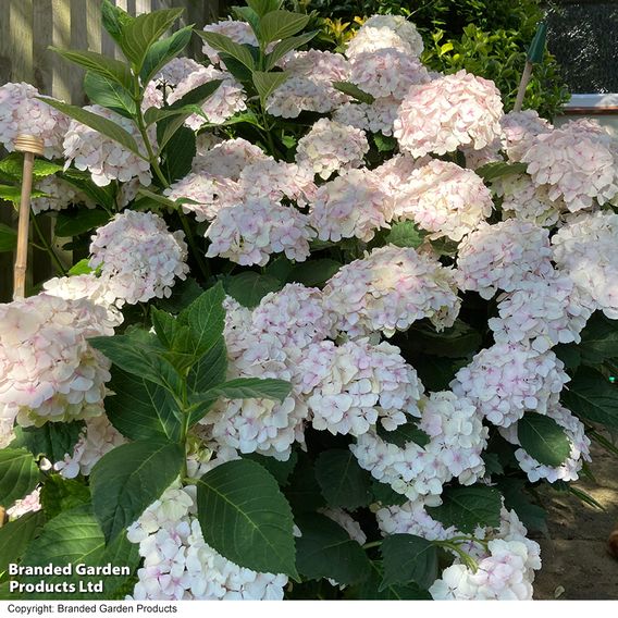 Hydrangea macrophylla 'Mme E. Mouillere'