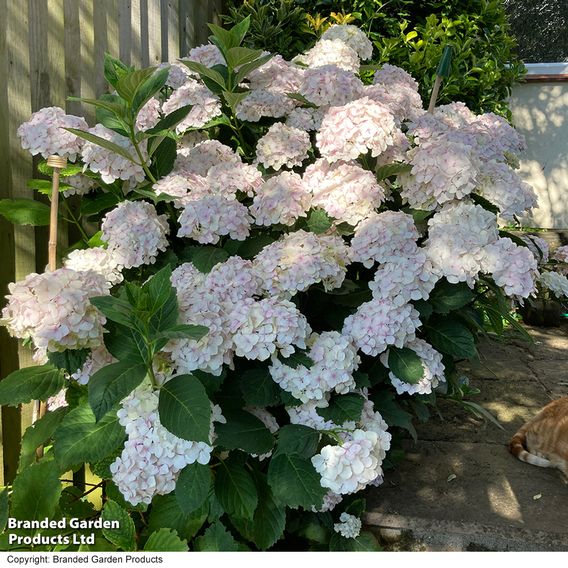 Hydrangea macrophylla 'Mme E. Mouillere'