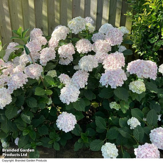 Hydrangea macrophylla 'Mme E. Mouillere'