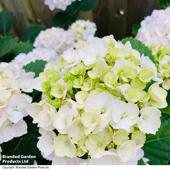Hydrangea macrophylla 'Mme E. Mouillere'