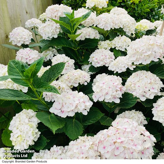 Hydrangea macrophylla 'Mme E. Mouillere'