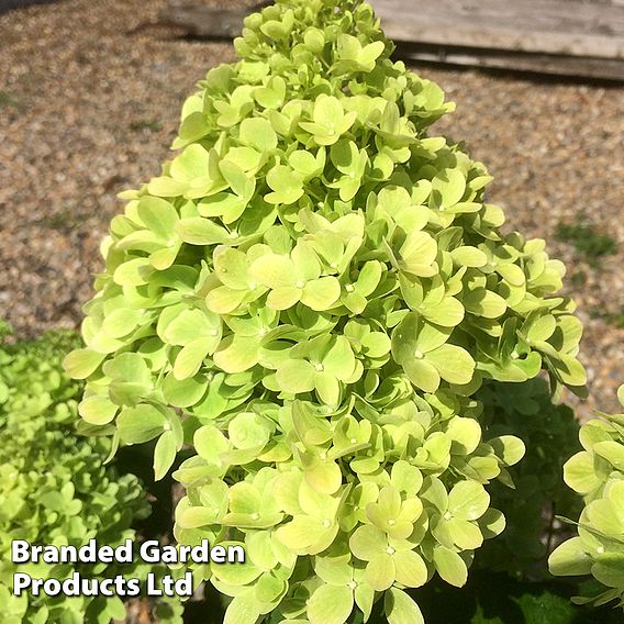 Hydrangea 'Mojito'