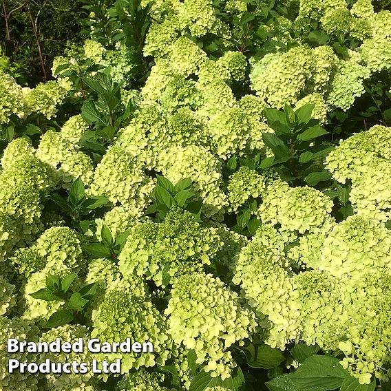 Hydrangea 'Mojito'