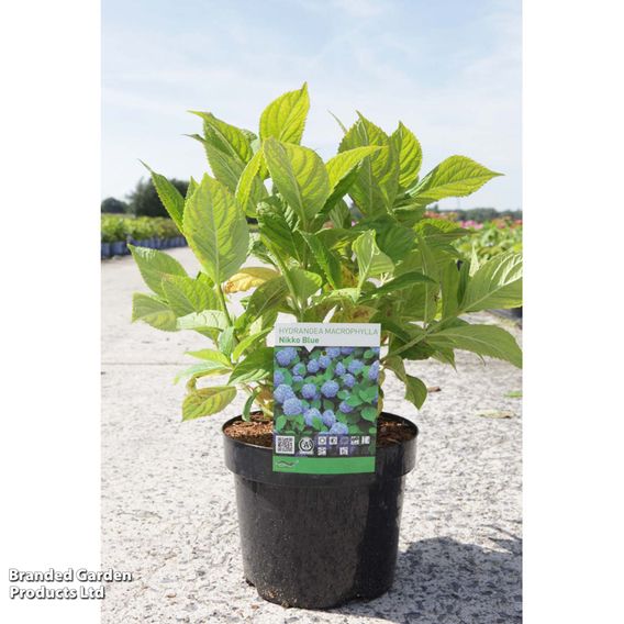 Hydrangea macrophylla 'Nikko Blue'
