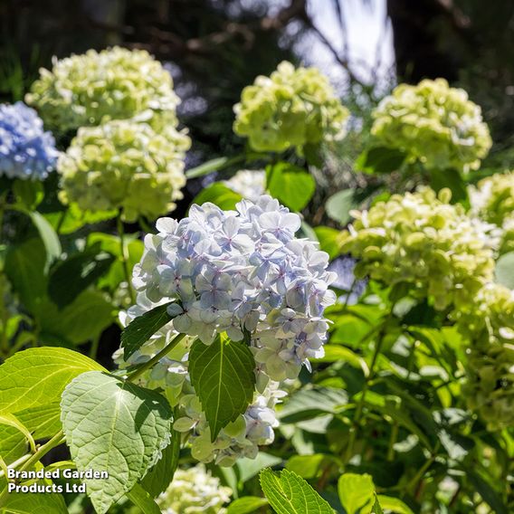 Hydrangea macrophylla 'Nikko Blue'