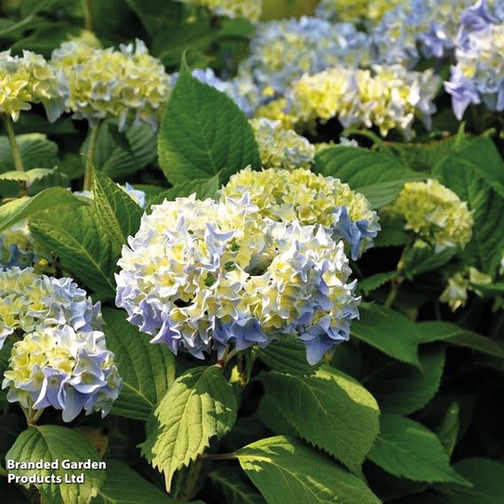 Hydrangea macrophylla 'Nikko Blue'