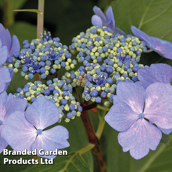 Hydrangea macrophylla 'Nizza'