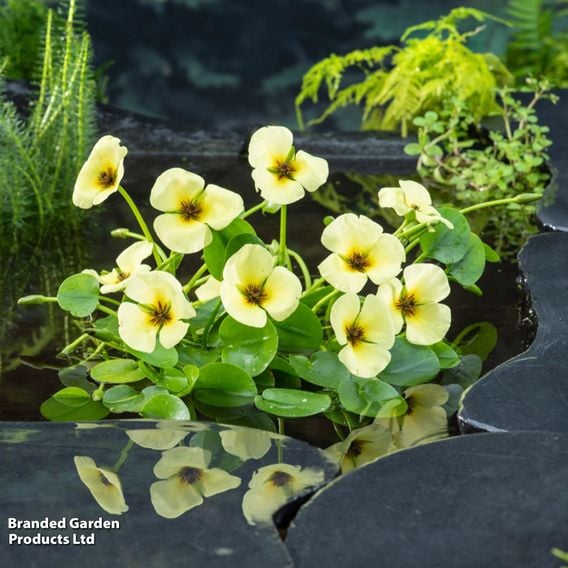 Hydrocleys nymphoides (Floating aquatic)