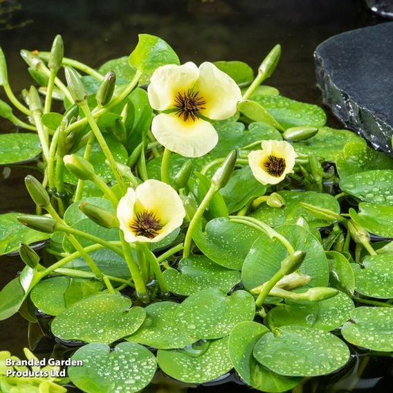Hydrocleys nymphoides (Floating aquatic)