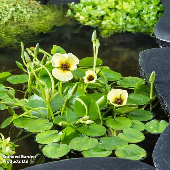Hydrocleys nymphoides (Floating aquatic)