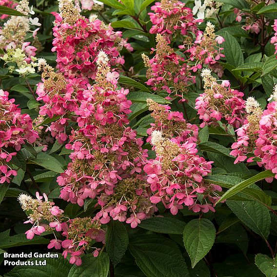 Hydrangea paniculata 'Candlelight'