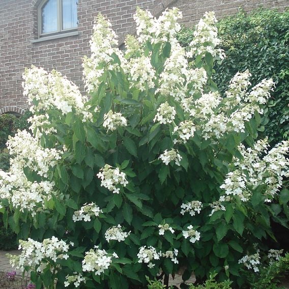 Hydrangea paniculata 'Levana'