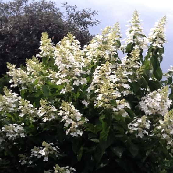 Hydrangea paniculata 'Levana'