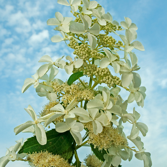 Hydrangea paniculata 'Levana'