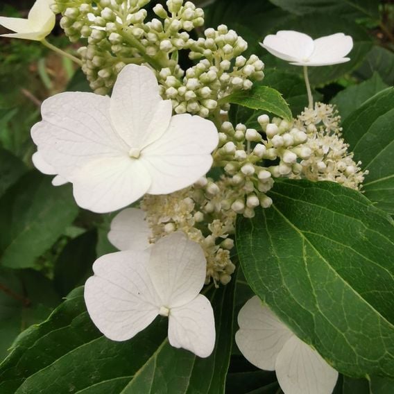 Hydrangea paniculata 'Levana'
