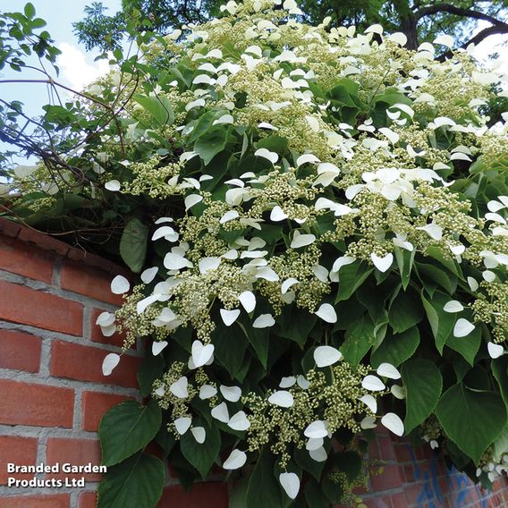 Hydrangea petiolaris